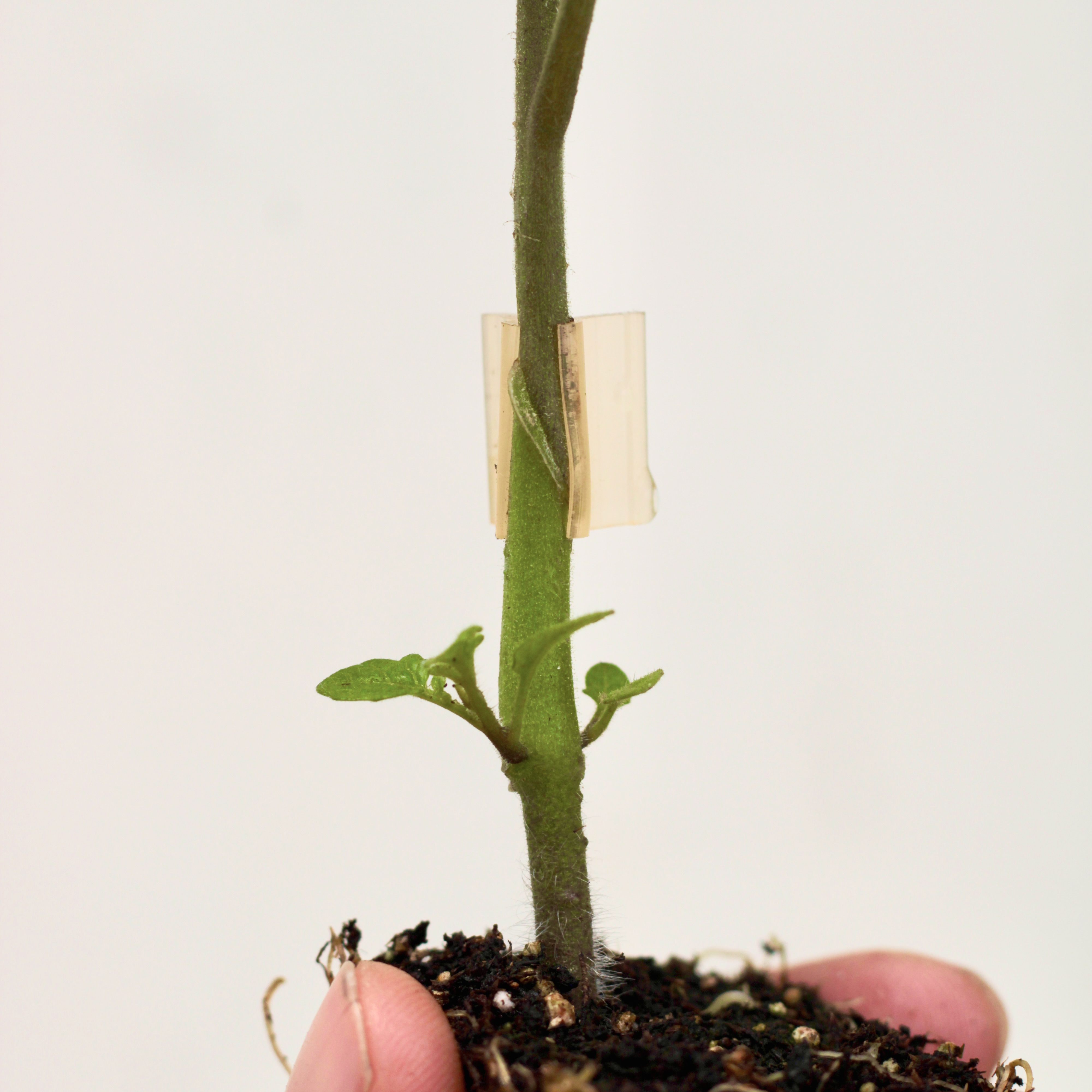 Zona de injerto con clip profesional en planta de tomate de riñón